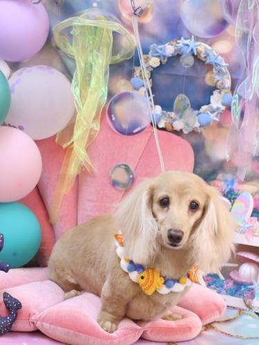 20240804グラちゃん